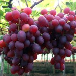 grape 